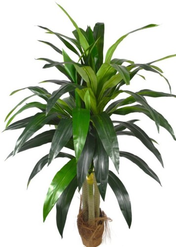 dracena-potrojna.jpg