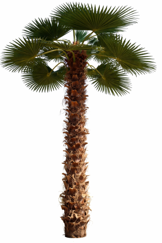 waszyngtonia.png