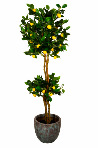 cytrusowe.png