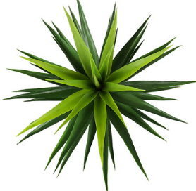 Agava 90cm.png