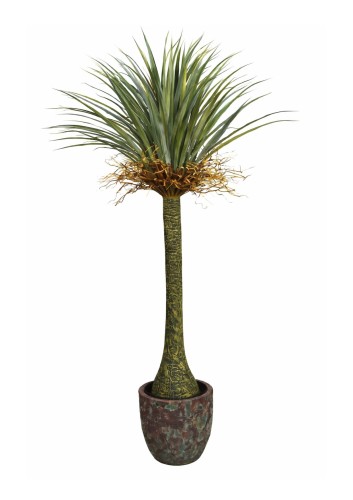 yucca.jpg