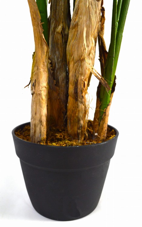 donica strelizia.JPG
