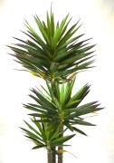 Agava Americana.JPG