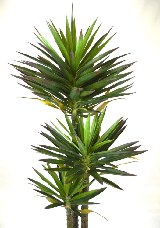 Agava Americana.JPG