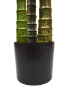 Agava donica.JPG