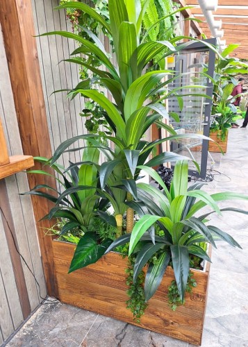 Donica dracena.jpg