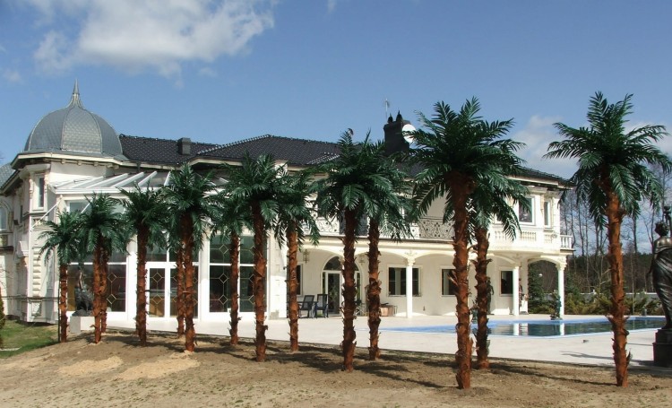 palm tree 3.5m.JPG