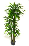 Bambus ventricosa 160cm.JPG