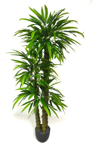 Bambus ventricosa 160cm.JPG