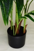 detal Areca i kentia.JPG