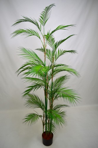 Palma Kentia 1,8.JPG