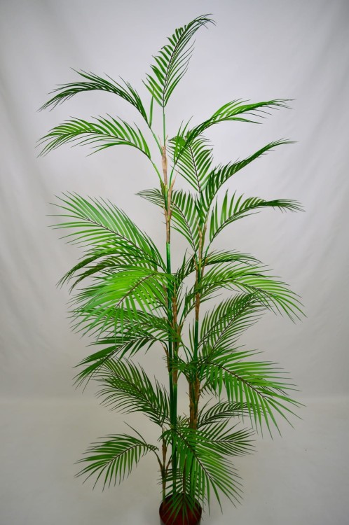 palma kentia.JPG