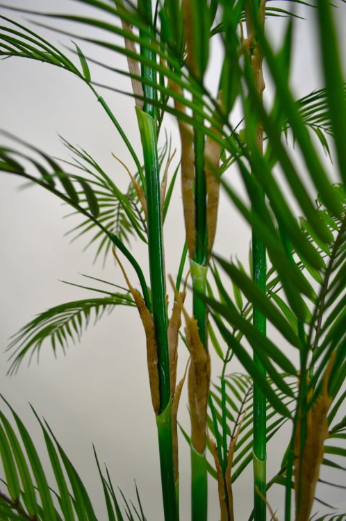 detal areca kentia.JPG