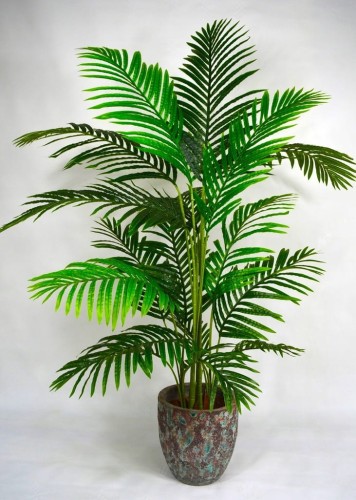 Arecca 120cm.jpg