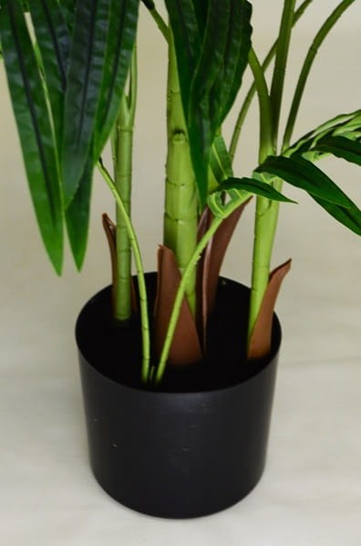 detal Areca i kentia.JPG