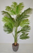 Palma 160cm.JPG