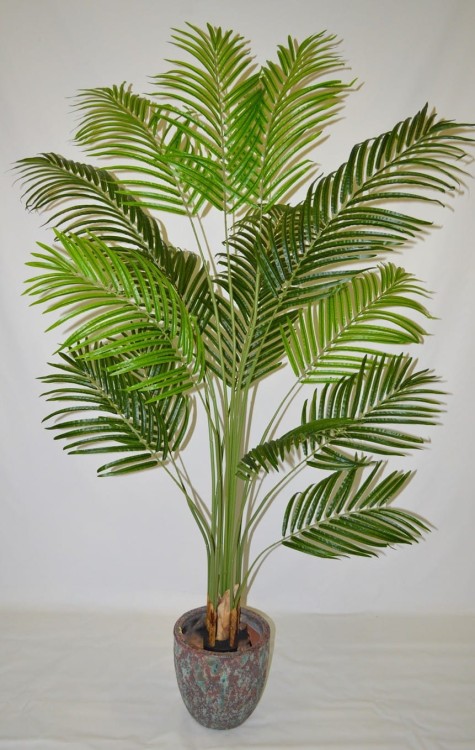Palma 160cm.JPG