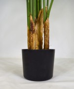 Donica Arecca.JPG