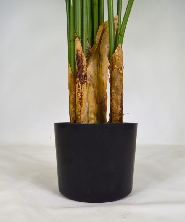 Donica Arecca.JPG