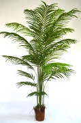 Palma Arecca 2m.JPG