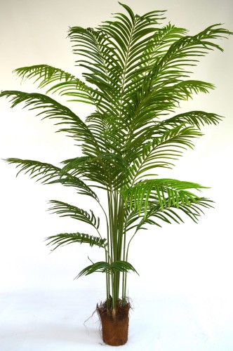 Palma Arecca 2m.JPG