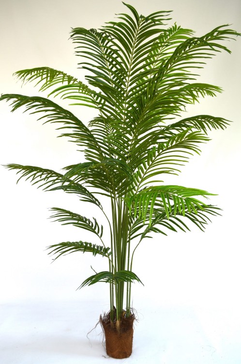 Palma Arecca 2m.JPG