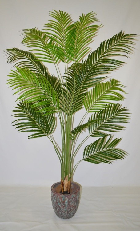 Arecca.JPG