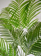 Detal areca.JPG