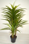 Yucca Dragon 120cm.JPG