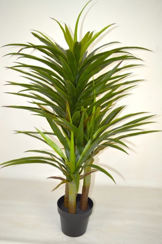 Yucca Dragon 120cm.JPG