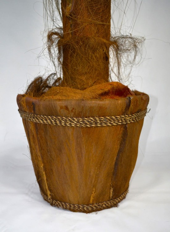 Donica palma kokosowa.JPG