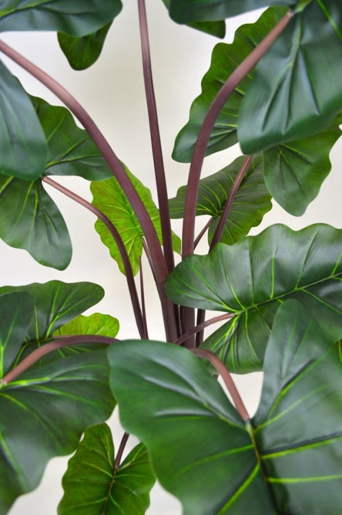 Alocasia detal.JPG