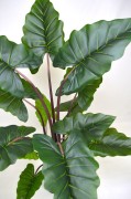 Alocasia liście.JPG