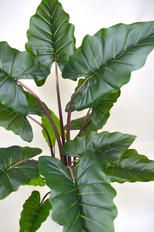 Alocasia liście.JPG