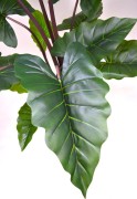 Alocasia liść.JPG