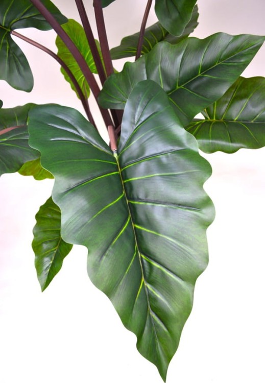 Alocasia liść.JPG