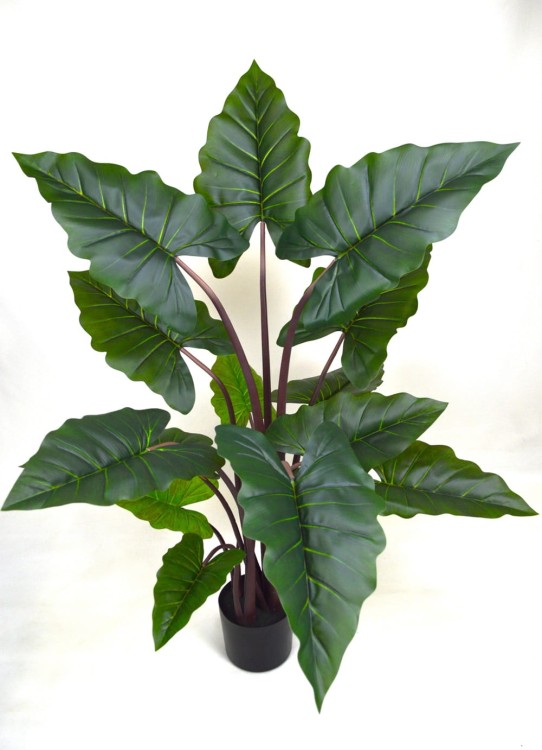 Alocasia góra.JPG