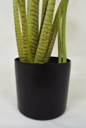 Taro donica.JPG