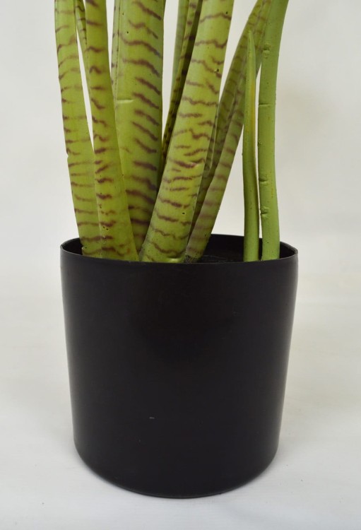 Taro donica.JPG