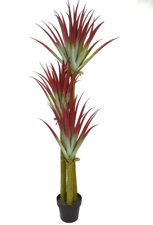 Agava potrójna czerwona 170cm.JPG