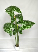Anthurium giant 170cm.JPG