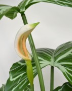 Anthurium detal.JPG