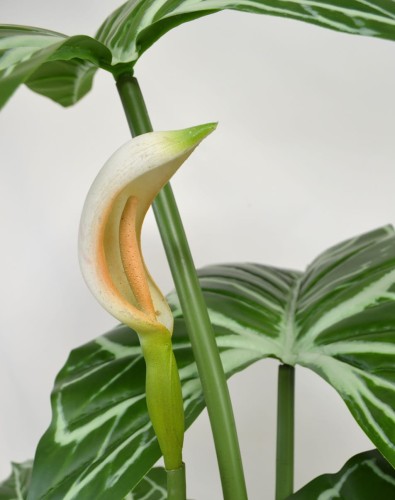 Anthurium detal.JPG