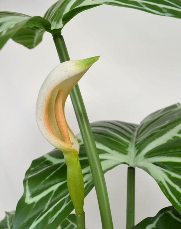 Anthurium detal.JPG