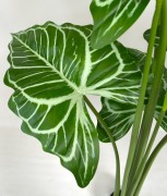 liść anthurium.JPG