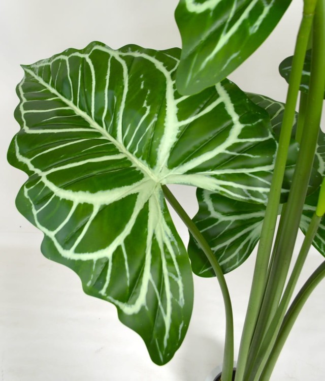 liść anthurium.JPG