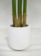 donica Anthurium.JPG