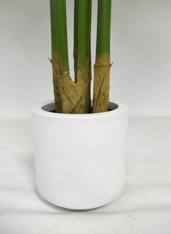 donica Anthurium.JPG