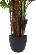 Waszyngtonia donica.JPG