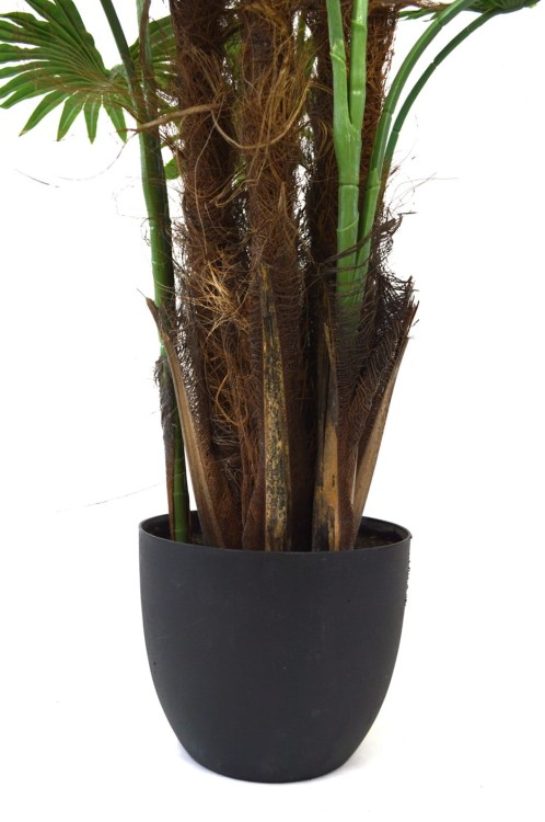 Waszyngtonia donica.JPG